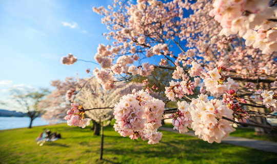 Cherry Blossom Tree, Park Setting, Sun Shining