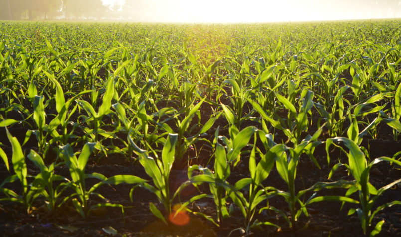 Growing Corn, Field, Sunshine, Trees in Background