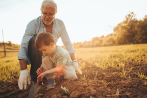 Little boy learning the basics of gardening from his grandfather, on a beautiful sunny day they are spending outdoors in nature