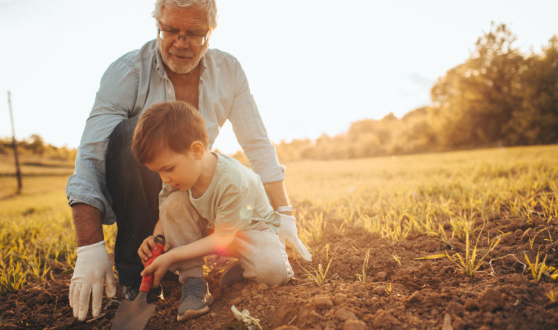 Little boy learning the basics of gardening from his grandfather, on a beautiful sunny day they are spending outdoors in nature